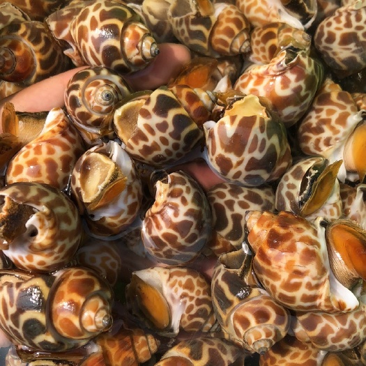 鮮活海產(chǎn)品黃螺市場(chǎng)報(bào)價(jià)與選購(gòu)指南