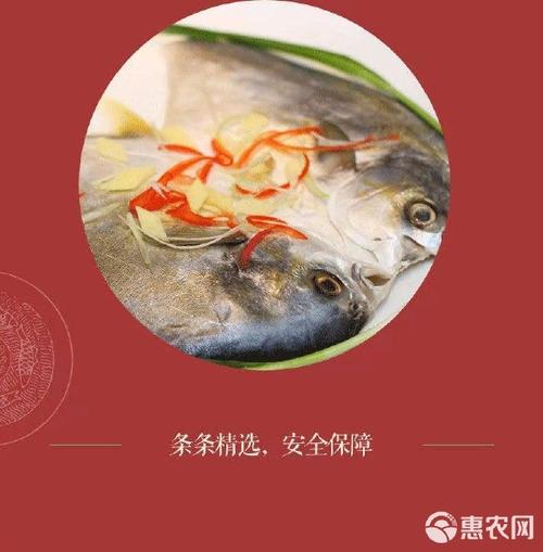 5條順豐包郵海捕大金鯧魚(yú)新鮮海鮮冷凍平魚(yú)鮮活海捕海魚(yú)批發(fā)