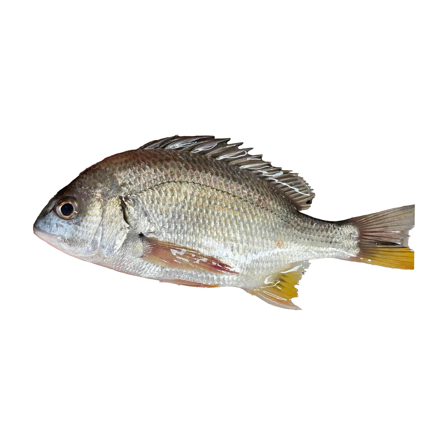 乃鮮海產(chǎn)品鮮活黃鯛魚(yú)深海捕撈海魚(yú)黃立魚(yú)黃腳立真空凍硬 鮮活真空黃