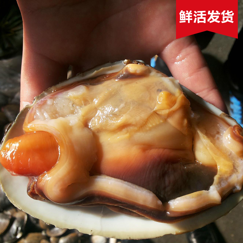2-3只/斤 鮮活天鵝蛋 水產 海鮮 貝類 天鵝貝 燒烤料理 個大肉多